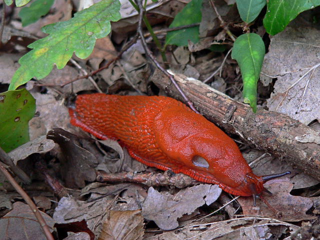 French slug
