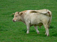 French cow