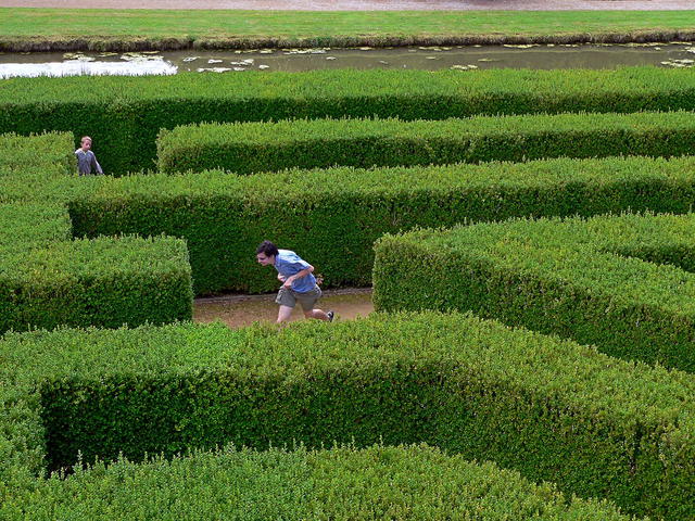 In the maze