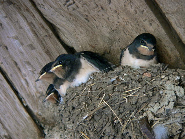 French swallows